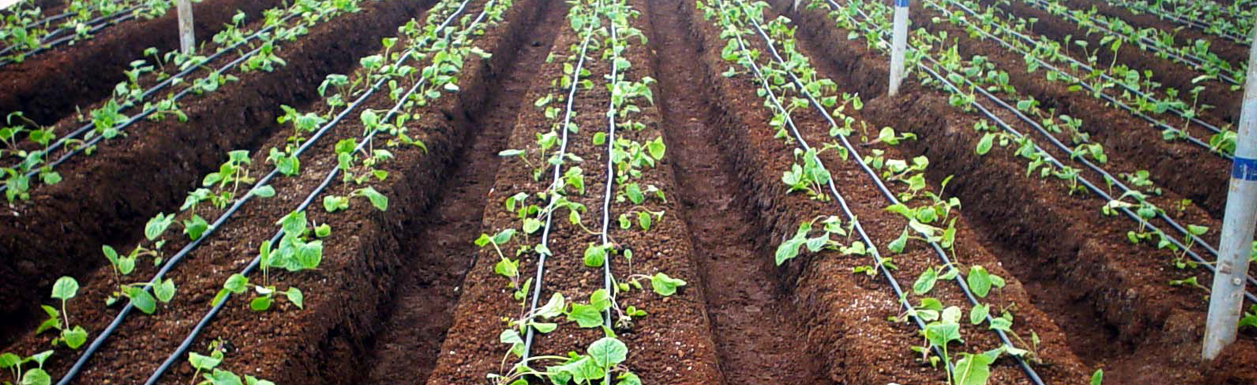 Drip Irrigation