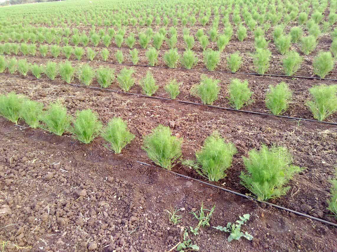 Why Donga Drip Irrigation?